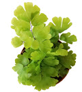 2" Fern Maidenhair